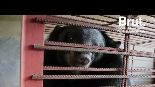 Dans ces fermes en Asie, des ours enfermés pour extraire leur bile