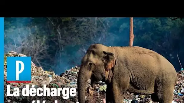 Sri-Lanka: quand les éléphants se nourrissent dans les décharges