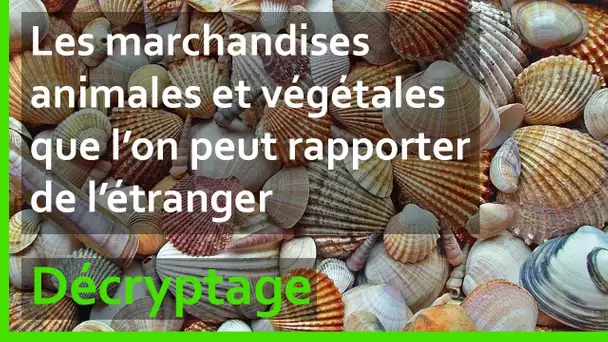 Quelles marchandises animales et végétales pouvez-vous rapporter de l'étranger ?