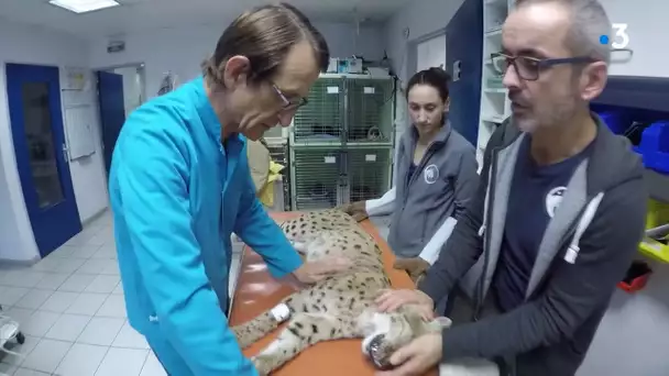 Préservation de la faune sauvage : la patte " Gilles Moyne"  au centre Athenas de l'Etoile (Jura)