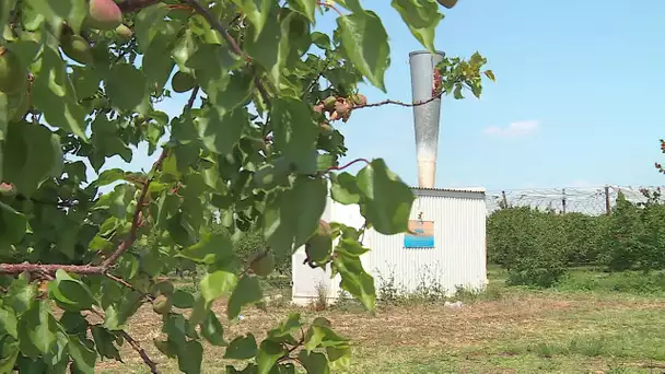 Gard : un orage de grêle détruit les vergers d'abricots