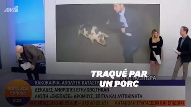 Poursuivi par un porc, ce journaliste grec n'a pas pu faire son travail