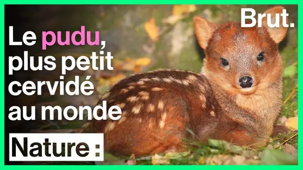 Le pudu, plus petit cervidé au monde