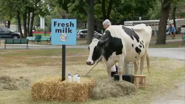 Vache aux Mamelles Dérangées