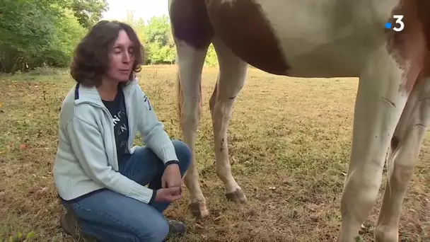 Cheval mutilé dans le Jura : les détails des séquelles