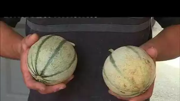 Avec le changement climatique, le melon d&#039;Alsace est-il un fruit d&#039;avenir?