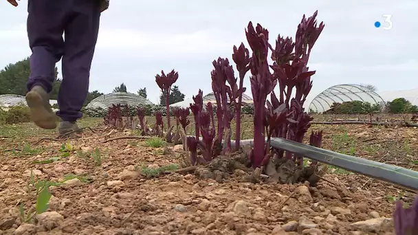 Coronavirus Hérault : les horticulteurs doivent faire travailler leurs salariés sans rien vendre