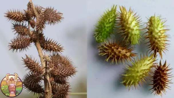 Cette Plante Est Plus Chère Qu’Un Diamant… Si Vous La Trouvez Ne La Laisser Pas !