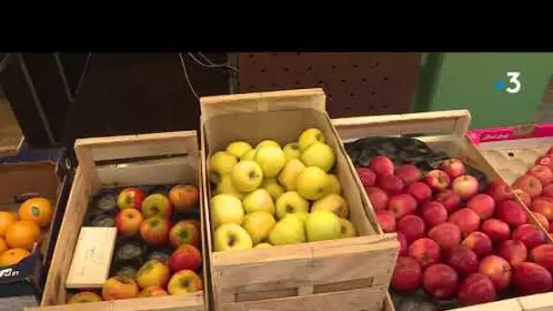 Arboriculture : la récolte de pommes s'annonce sans pépin dans la Vienne