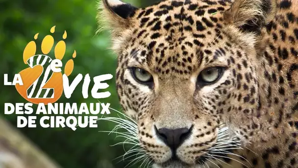 La SECONDE vie des ANIMAUX de CIRQUE ! Dimanche à 21h sur GULLI