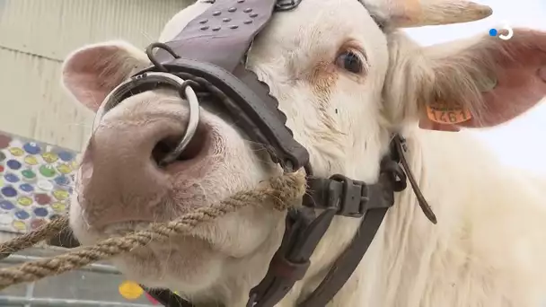 Agriculture : Scorpion un taureau charolais impressionnant !