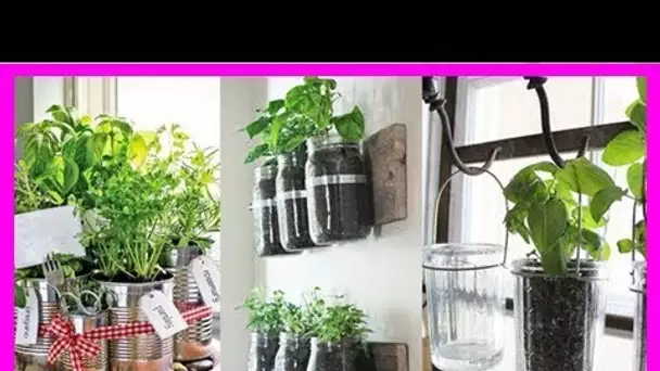 7 herbes aromatiques et médicinales faciles à faire pousser chez soi (et comment les cultiver)