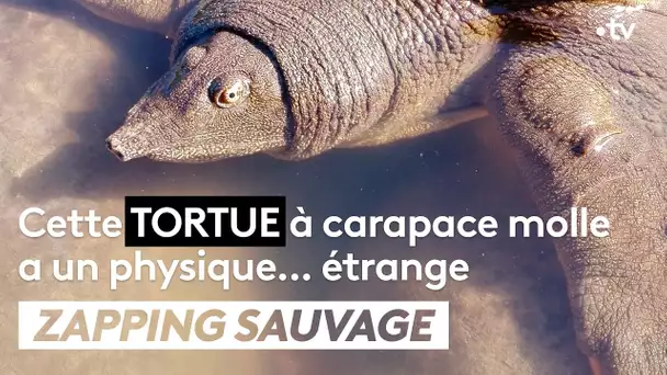 N'ayez pas l'esprit mal tourné en voyant cette tortue - ZAPPING SAUVAGE