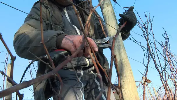 Formation en alternance à la taille de la vigne en Charente