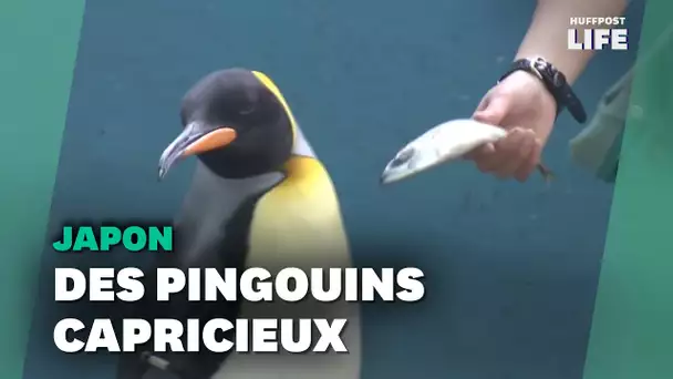 Des pingouins refusent qu'on baisse la qualité de leur poisson