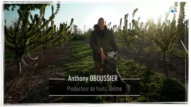 Je tiens à ma terre : Anthony Oboussier, producteur de fruits dans la Drôme
