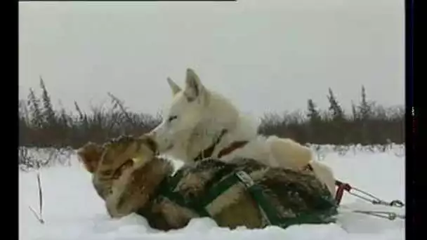 Grandeur Nature -  Le Chant Des Loups - Documentaire animalier