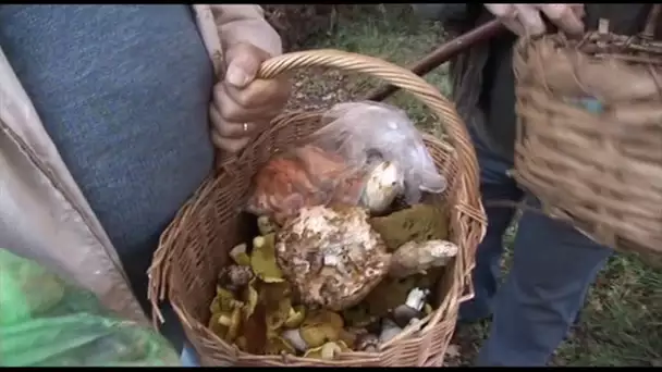 La guerre des champignons