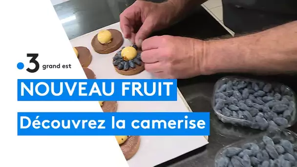 Un nouveau fruit à découvrir : la camerise et ses bienfaits