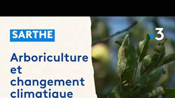 Sarthe :  arboriculture et changement climatique