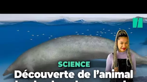 Cette baleine préhistorique pourrait être l’animal le plus lourd au monde