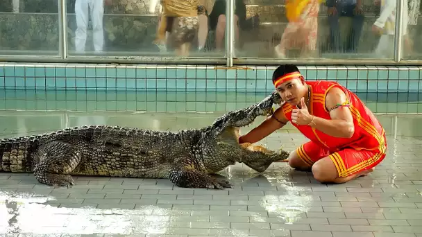 Dresseur de crocodiles, un métier de tous les dangers