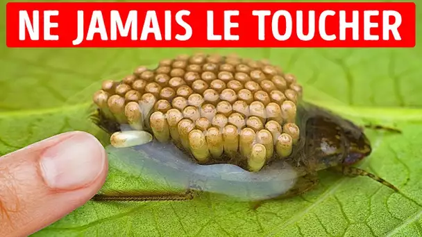 15+ Faits bizarres sur les animaux qui vont vous faire flipper