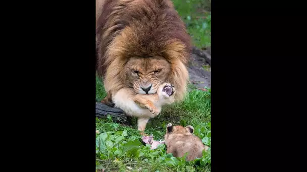 Ce papa Lion fait tout son possible en l'absence de la maman -  mais cinq petits désobéissants ...