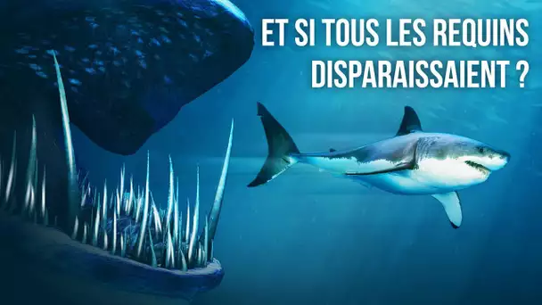 Et si Toutes les Espèces de Requins Disparaissaient Tout à Coup