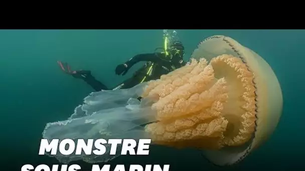 Une méduse à taille humaine trouvée dans la Manche