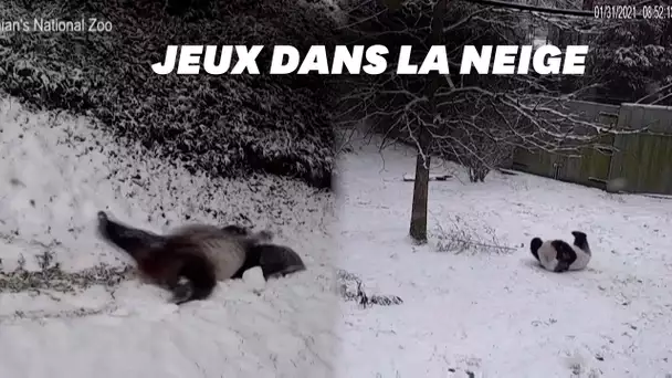 Ces pandas roulent sur la neige de Washington, et c'est adorable