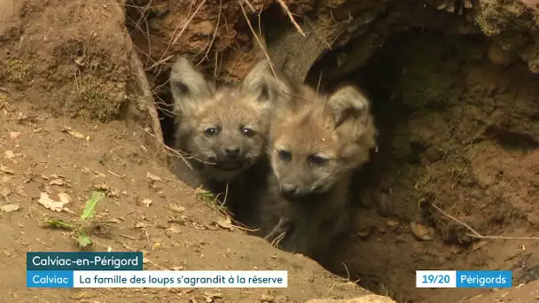 En Dordogne naissance de bébés loups... mangeurs de fruits !