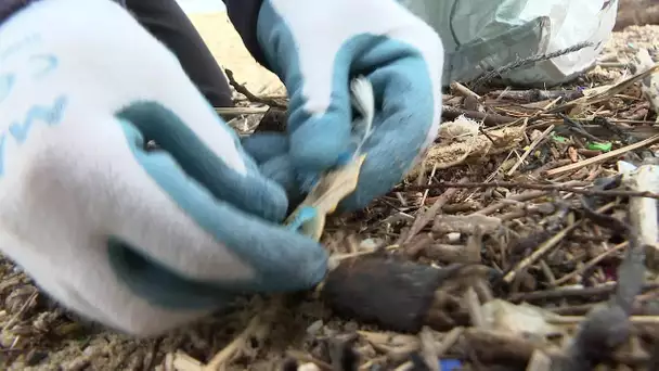 Le ramassage des déchets sur les plages de Moliets dans les Landes