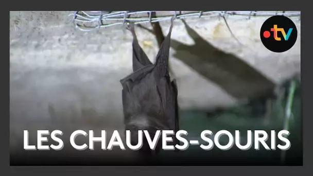 Une colonie de 500 chauves-souris : un sanctuaire secret en Gâtine