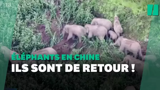 Après son périple en Chine, le troupeau d’éléphants migrateurs revient à son point de départ
