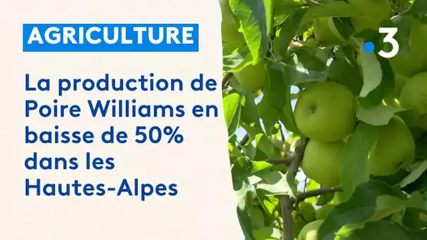 Hautes-Alpes : la production de Poire Williams en baisse de 50%