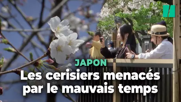 À Tokyo, les Japonais se dépêchent d’aller admirer les cerisiers avant que le mauvais temps n’arrive