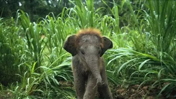 Grandeur Nature - Les Bébés Animaux