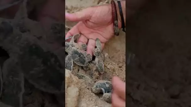 Il sauve les bébés tortues des rapaces