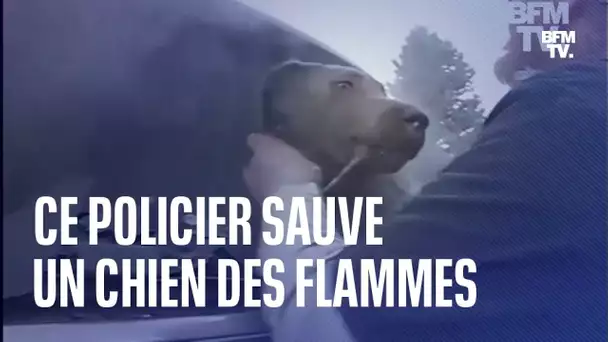 Piégé à l'intérieur d'une voiture en feu, ce chien a été sauvé par un policier
