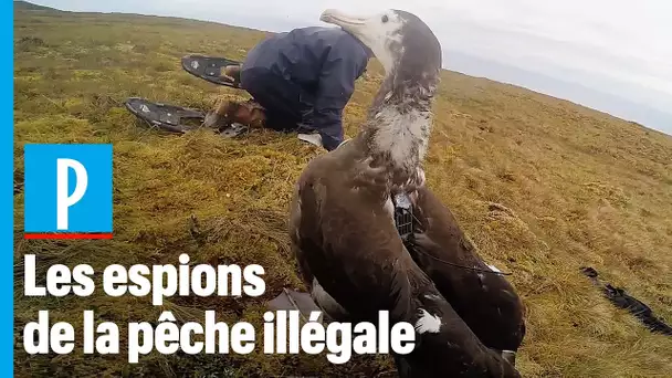 Des albatros équipés de GPS traquent les bateaux de pêche illégaux