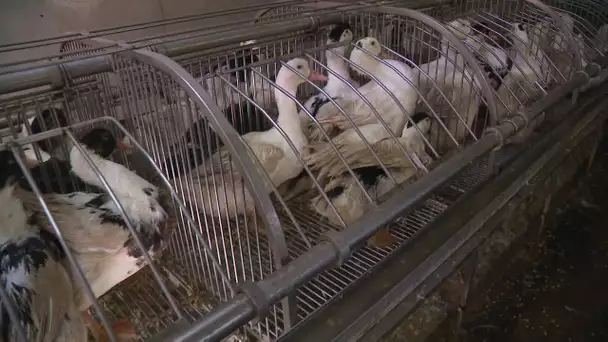L'escroquerie sur le foie gras ne touche pas les producteurs de Corrèze