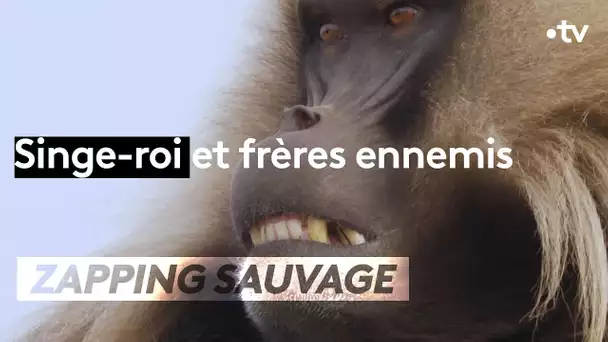 Singe-roi et frères ennemis, le pouvoir à tout prix - ZAPPING SAUVAGE