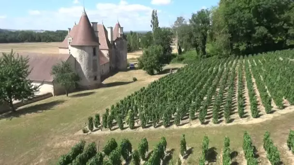 Allier : à la découverte du conservatoire des cépages anciens de Saint-Pourçain