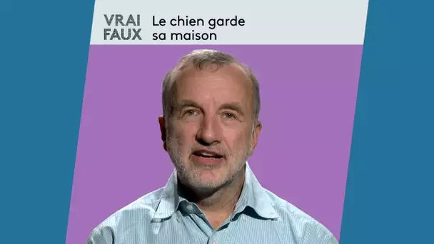 Tous les chiens sont-ils de bons gardiens? Le point avec un vétérinaire comportementaliste