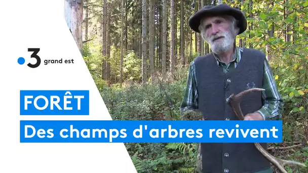 Forêts : des associations sauvent des champs d'arbres exploités pour leur bois
