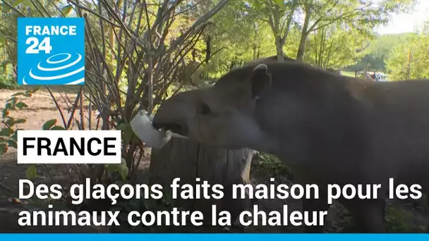 France : des glaçons faits maison pour les animaux contre la chaleur • FRANCE 24