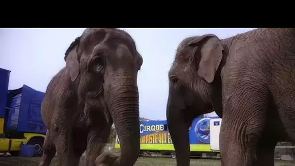 Leur cirque prend l'eau !