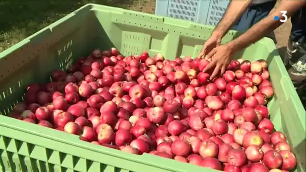 Les exploitants tentent de faire face à la pénurie de main d'oeuvre pour les récoltes