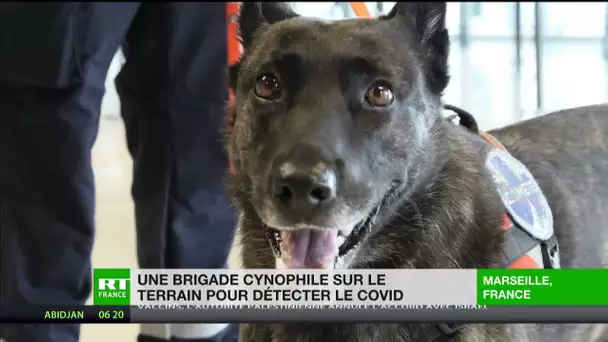 Marseille : une brigade cynophile sur le terrain pour détecter le Covid